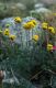 Wandern Piemonte - Artemisia glacialis